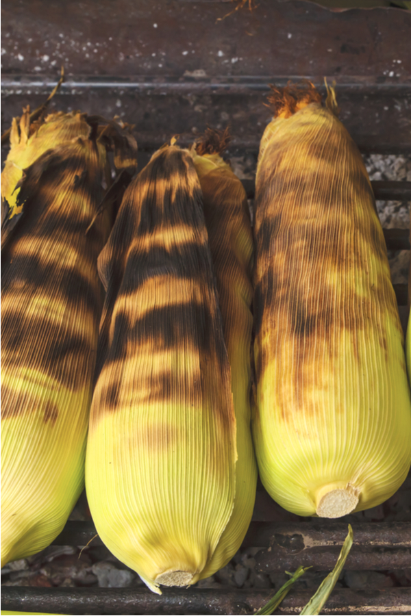 grilling corn on the cob in the husk